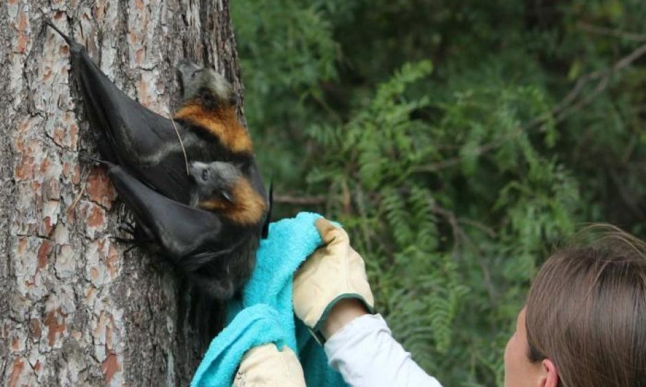 Climate Signals Flying foxes dropping dead in South Australia's heatwave