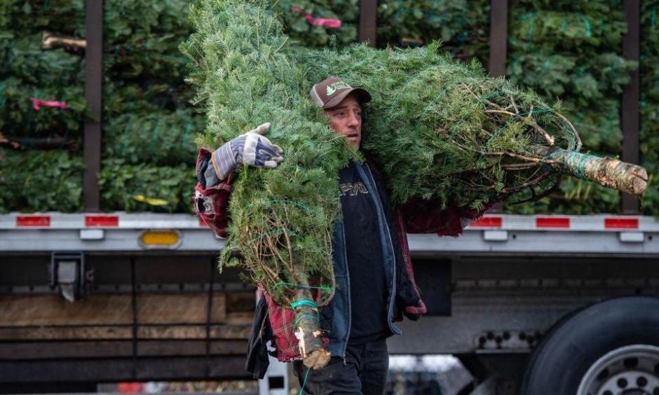 Drought Is Killing Christmas Trees Across the U.S. Climate Signals