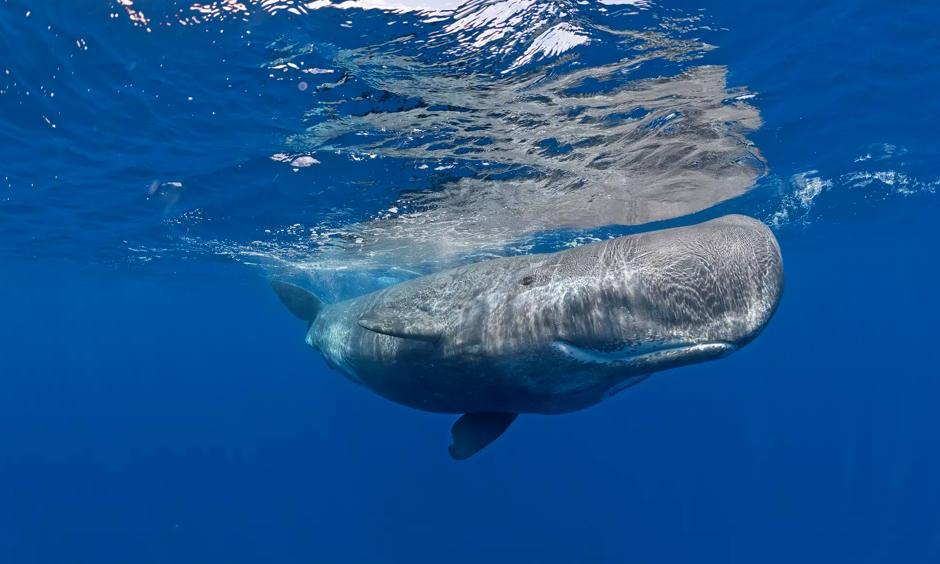 Climate Signals | Sighting of sperm whales in Arctic a sign of changing ...