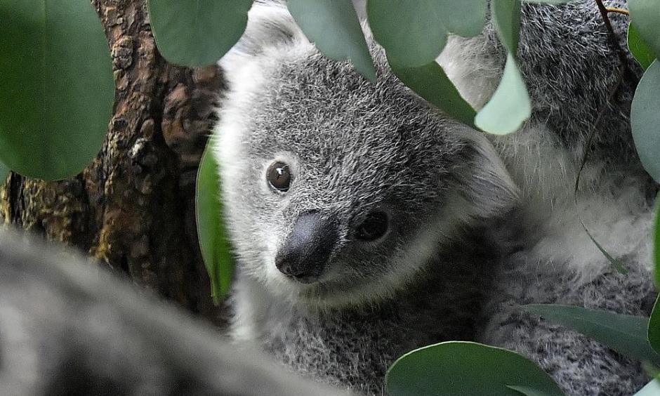 Koalas Are So Cute! (And Threatened) : The Picture Show : NPR