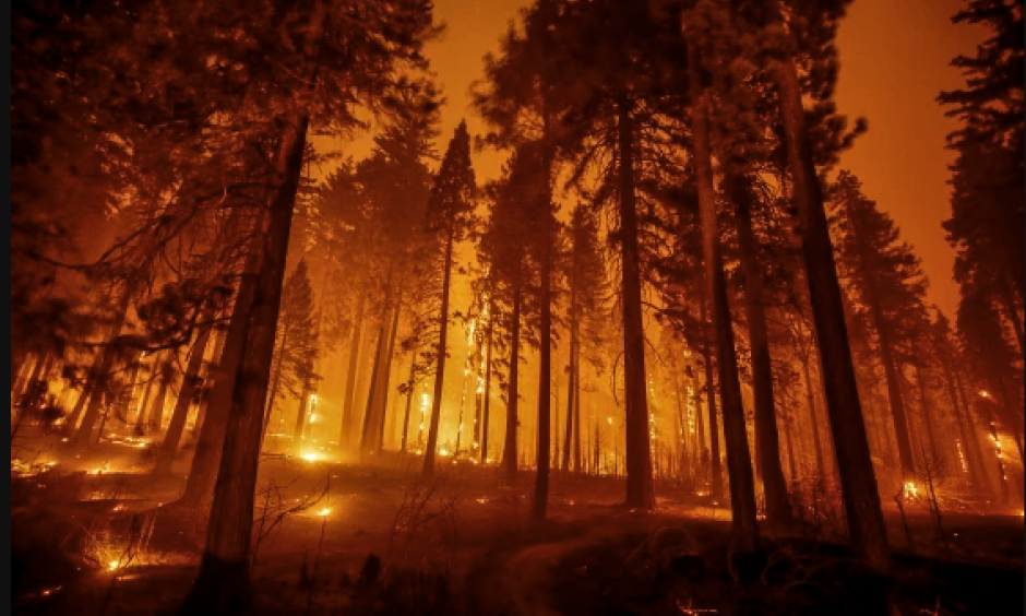 Forest fire