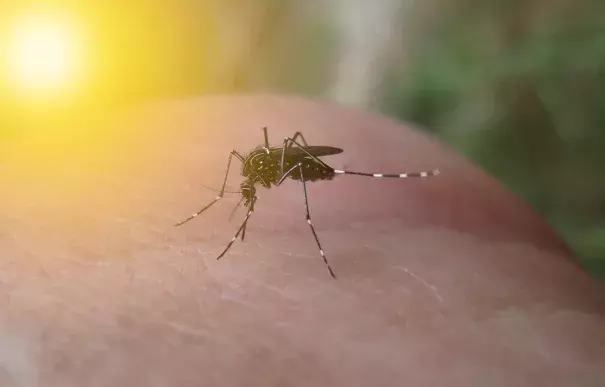 On July 29, 2016, Florida and federal officials confirmed the first local spread of the Zika virus through infected mosquitoes in the continental United States.