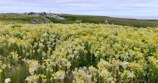 A flower-filled meadow in the Arctic. Credit: Sergey Loiko TSU/The Siberian Times)