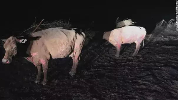 A pair of badly burned cows stand along a rural road near Ashland, Kansas, early Tuesday. Photo: Bo Rader, Wichita Eagle