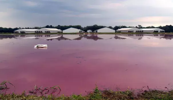 Hog Waste Lagoon North Carolina. Photo: Steve 2007