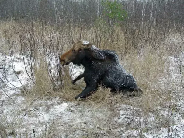 A sick cow moose tries to get up when approached along the Echo Trail near Ely, Minn., in 2008. Surveys of Minnesota's moose showed that the population has been declining for several years because of several factors, including known and unidentified diseases. Photo: Mike Schrage, AP