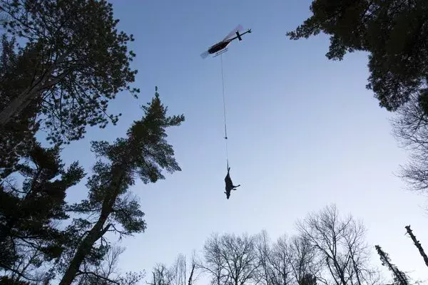 The carcass of moose No. 161 was lifted out of the woods near Tower, then hauled back to a truck for the trip to the U research lab. As soon as a GPS collared moose goes down, a signal goes out to researchers, who rush to the site in hopes of arriving before the scavengers. Photo: Brian Peterson, Star Tribune