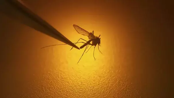 FILE - Salt Lake City Mosquito Abatement District biologist Nadja Reissen examines a mosquito in Salt Lake City, Aug. 26, 2019. European Union officials warned Thursday June 22, 2023, there is a growing risk of mosquito-borne viral diseases such as dengue and chikungunya in Europe due to climate change. (Credit: AP Photo/Rick Bowmer, File)