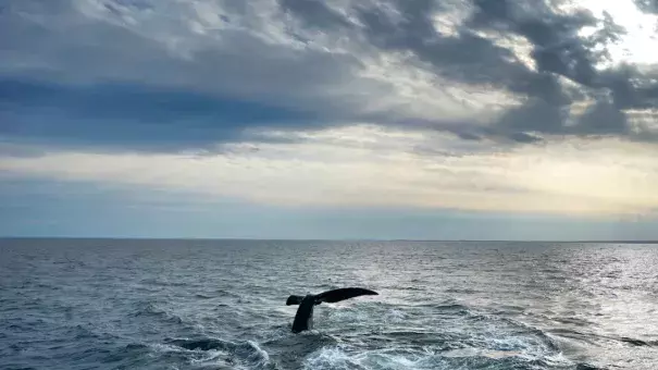 A pair of North Atlantic right whales interact at the surface of Cape Cod Bay, March 27, 2023, in Massachusetts. (Credit: AP Photo/Robert F. Bukaty, NOAA permit # 21371)