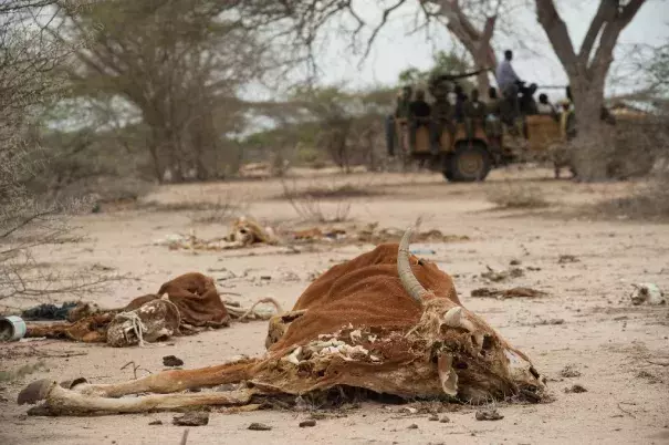 Severe drought and conflict in Somalia caused a famine in 2010-2012 that eventually killed a quarter of a million people Photo: AFP, Phil Moore