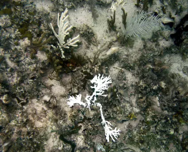 Bleached fire coral (center) contrasts against healthy coral off the waters of Summerland Key, Fla., in August 2005. (Credit: Wilfredo Lee/AP Photo)