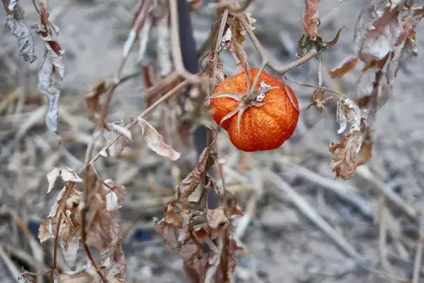 Crops such as tomatoes are tremendously vulnerable to high temperatures. (Credit: Getty)