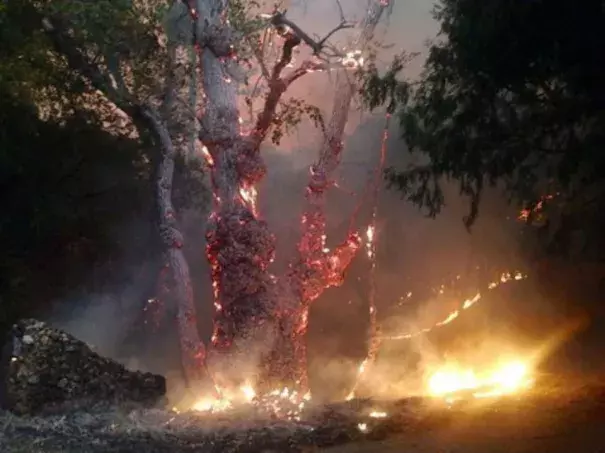 The fast-moving Butte Fire burning in Amador and Calaveras counties has gotten away from firefighters and continues to rip through thousands of acres of trees and dry brush amid multiple days of triple-digit temperatures. (Sept. 10, 2015) Claire Doan/KCRA