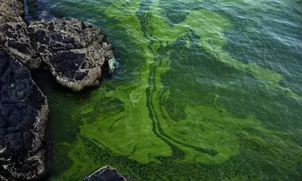 In this Mar. 3, 2017 photo, green algae swirls on the beach of Bandar al-Jissah in Oman. The Gulf of Oman turns green twice a year, when an algae bloom the size of Mexico spreads across the Arabian Sea all the way to India. Photo: Sam McNeil, AP