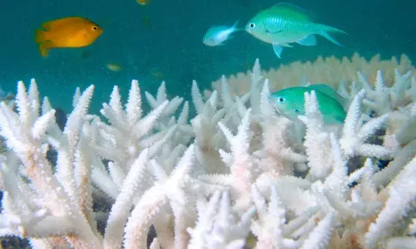 Coral bleaching at Loomis Reef, off Lizard Island. Photo: Essential Media