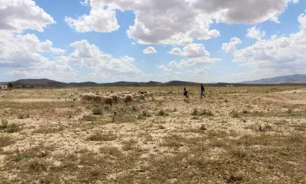 Yousef Chergui, 21, herds on his uncle's land. Image by Yasmin Bendaas, Ahead of the Herd