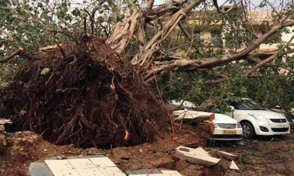 Cars are damaged by an uprooted tree in a residential area following Cyclone Fani in Bhubaneswar, capital of the eastern state of Odisha, India, May 4, 2019. Photo: Jatindra Dash, Reuters