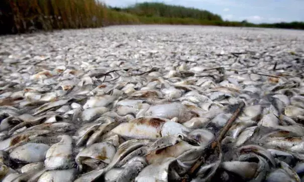  Toxins from manure and fertiliser pouring into waterways in and around the Gulf of Mexico are causing harmful algal blooms, leading to widespread ‘dead zones’. Photo: Patrick Semansky/AP  