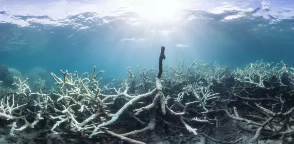 Coral Bleaching at Lizard Island on the Great Barrier Reef. Photo: XL Catlin Seaview Survey