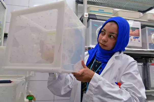 A scientist studies the mosquitos that transmit the Zika virus. Photo: IAEA