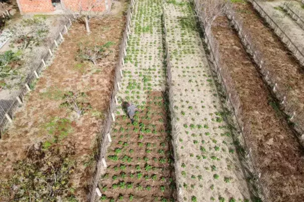 Rows of Tunisian farmland are pictured.