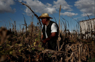 Mexico's corn in danger from climate change and drought