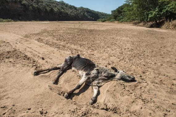 Climate Signals | Drought In Southern Africa Threatens Social Unrest ...